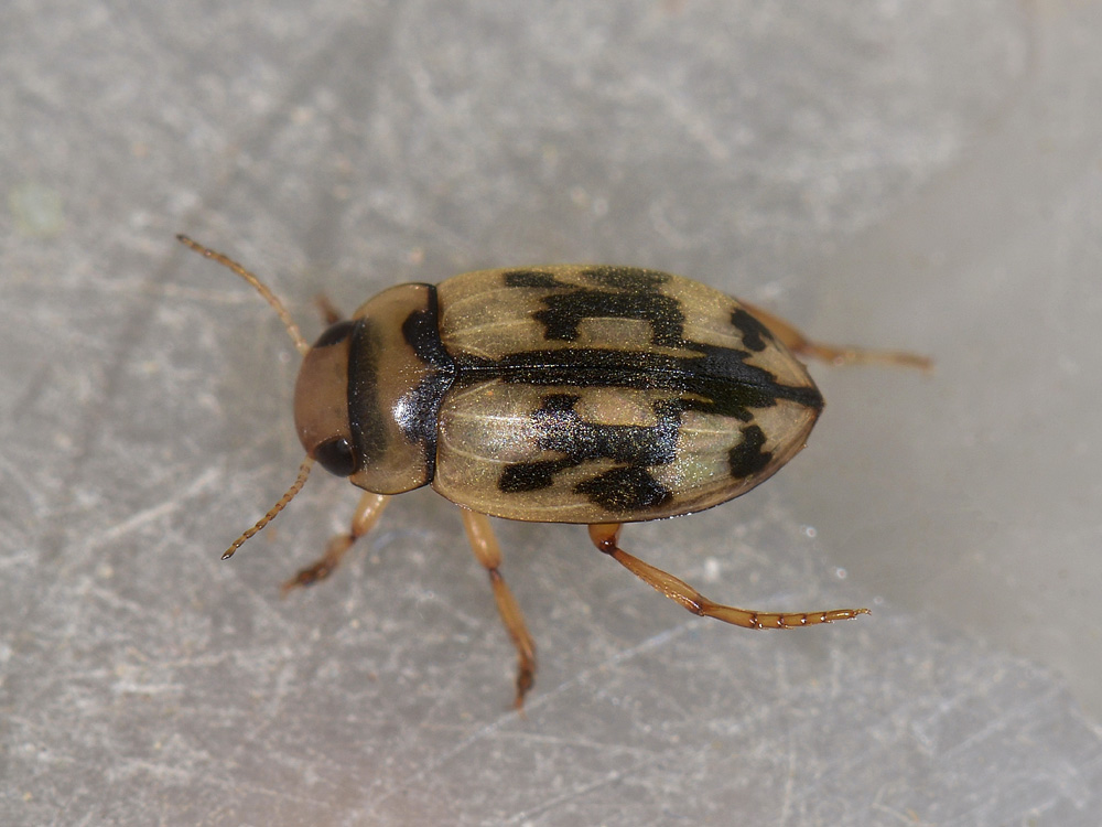 Dytiscidae - Nebrioporus sansii e Nebrioporus elegans